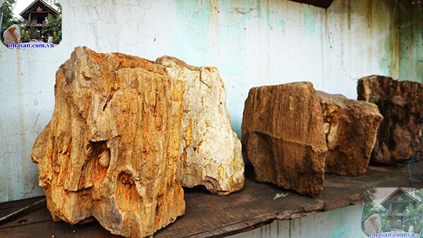 Phân biệt gỗ hóa thạch thật giả